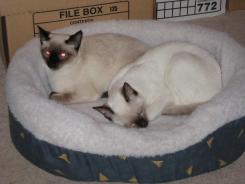 more kittens